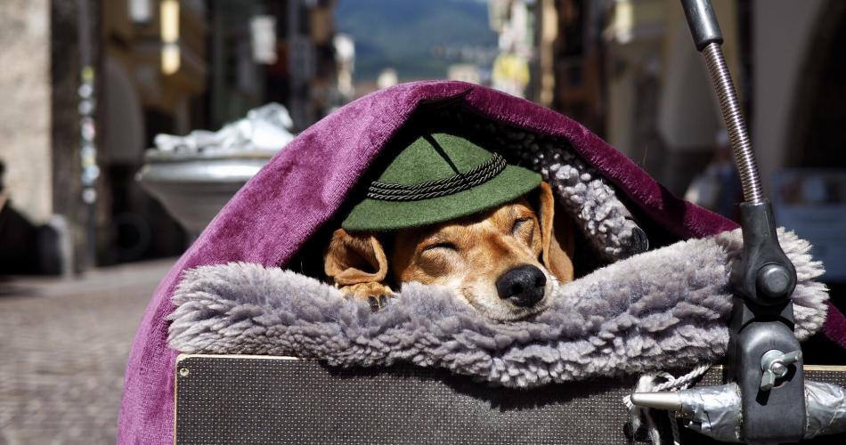 Hund mit Hut in Innsbrucker Altstadt
